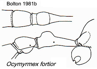 {Ocymyrmex fortior}