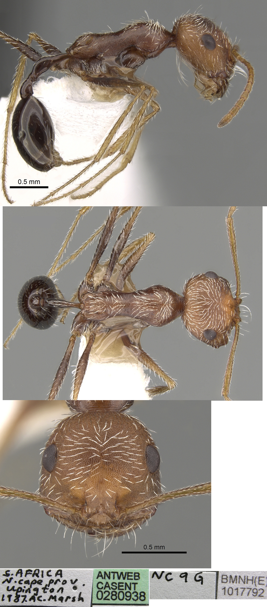 {Ocymyrmex gariepensis}