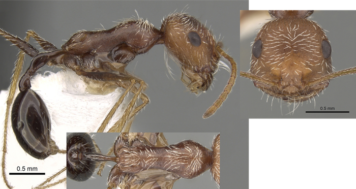 Ocymyrmex gariepensis