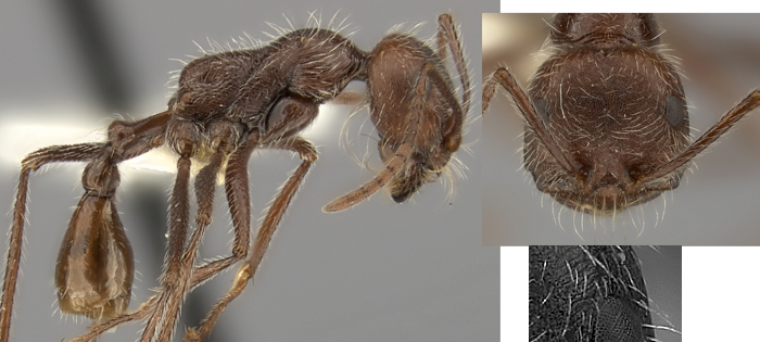 Ocymyrmex hirsutus