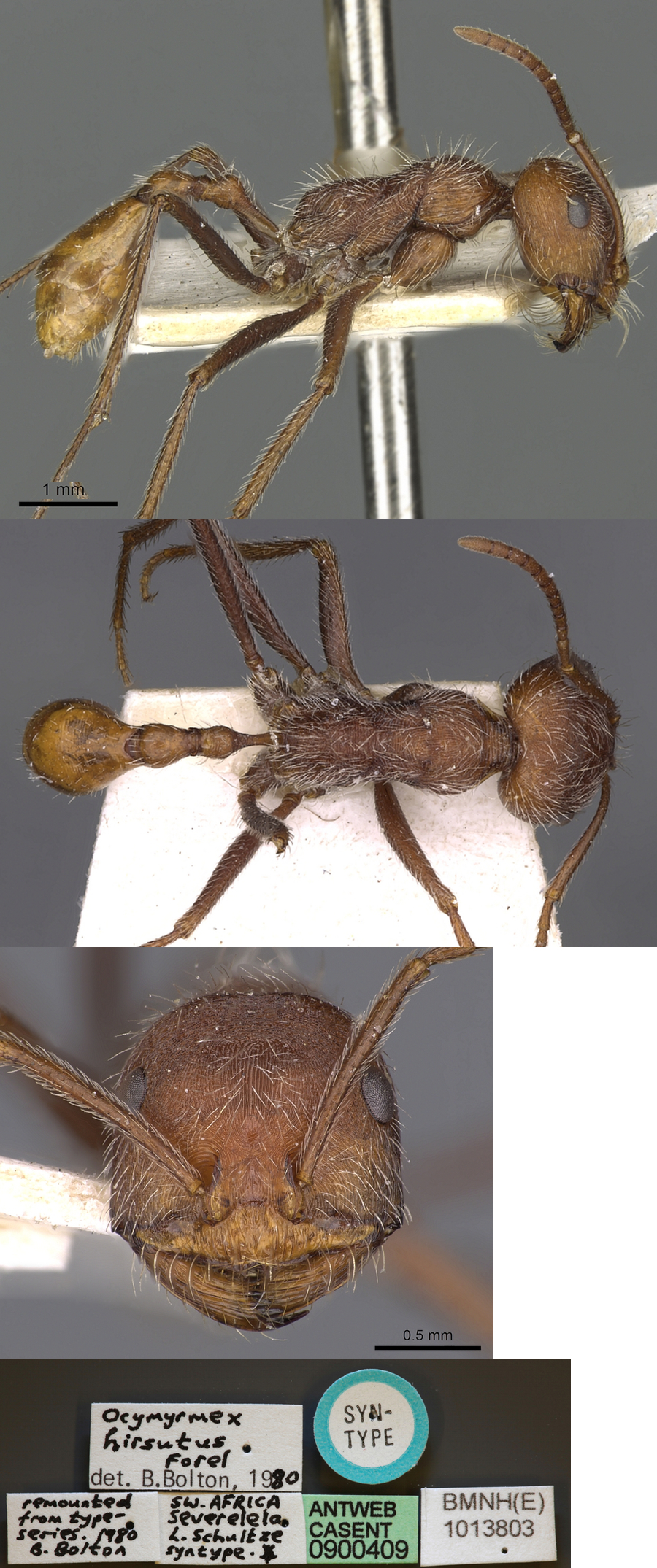 {Ocymyrmex hirsutus}