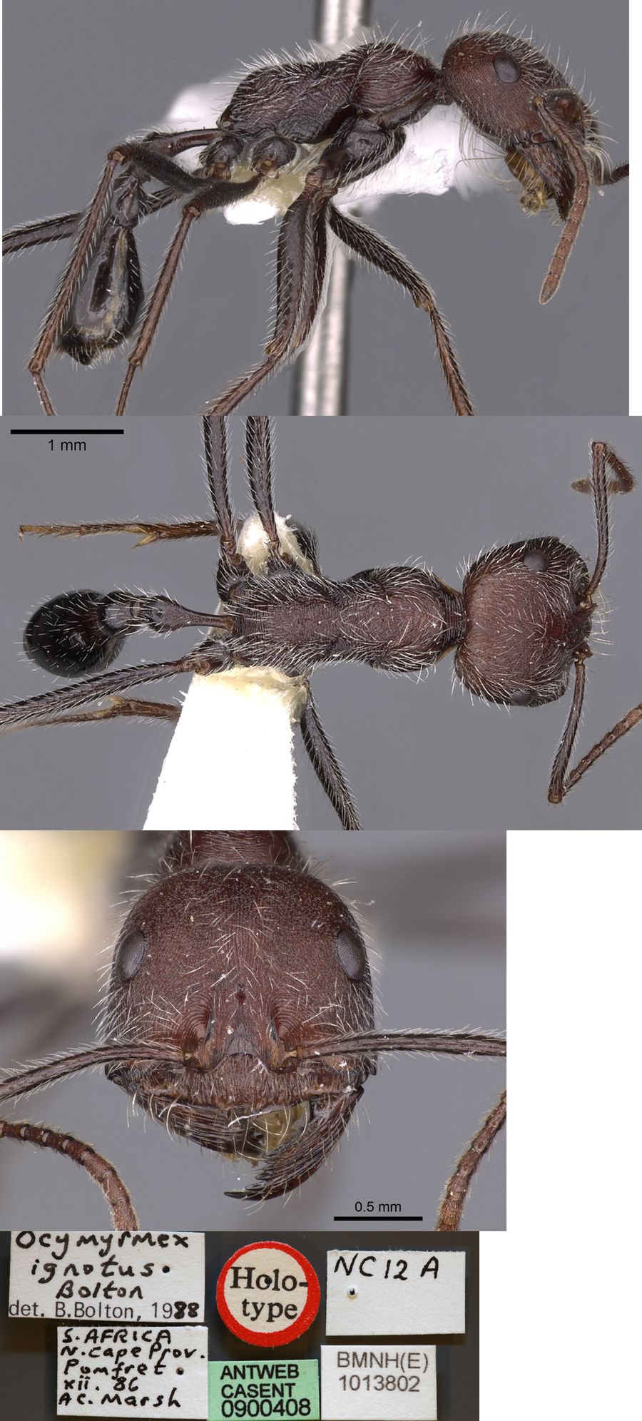 {Ocymyrmex ignotus}