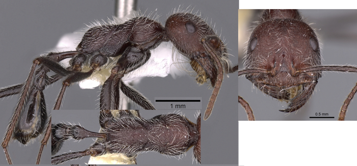 Ocymyrmex ignotus