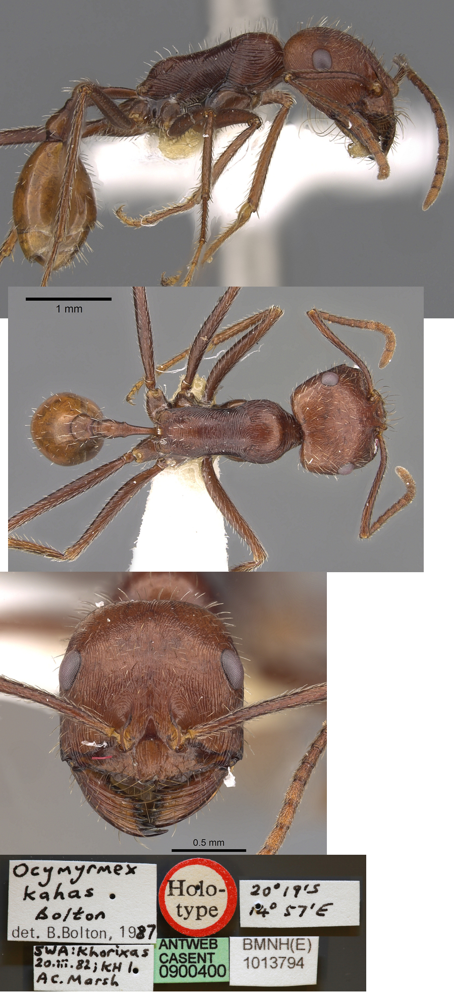 {Ocymyrmex kahas}