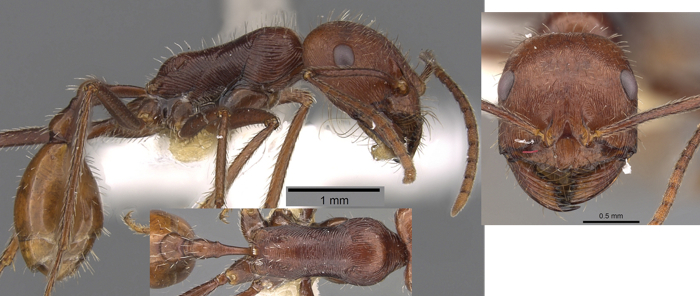 Ocymyrmex kahas