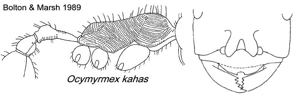 {Ocymyrmex kahas}