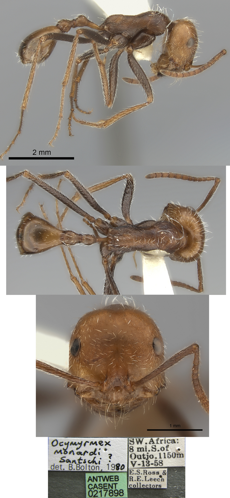 {Ocymyrmex laticeps}