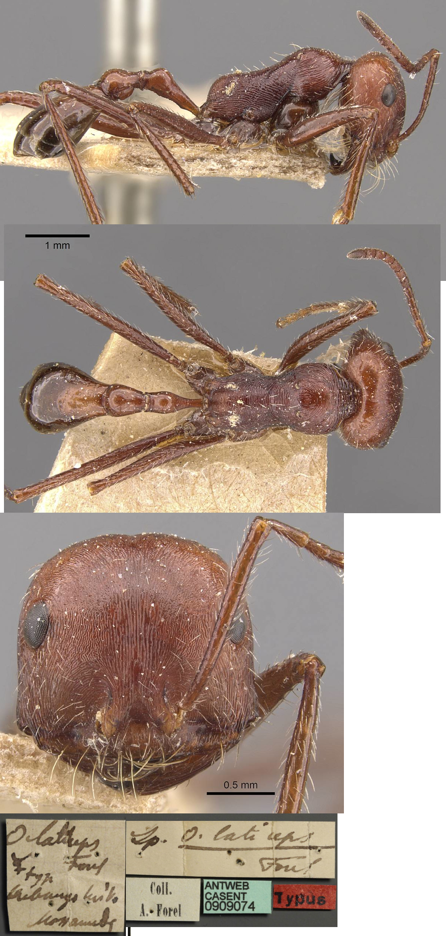 {Ocymyrmex laticeps}