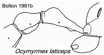 Ocymyrmex laticeps