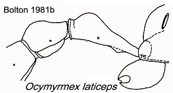 {Ocymyrmex laticeps}