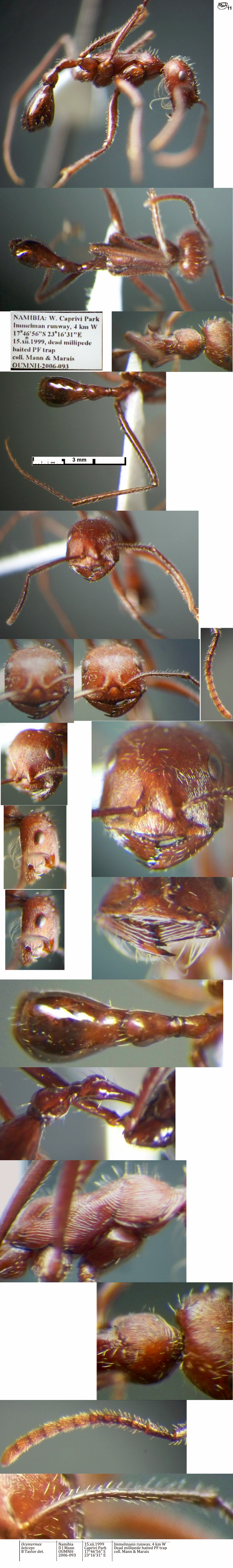 {Ocymyrmex laticeps}