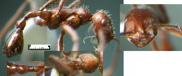 Ocymyrmex laticeps