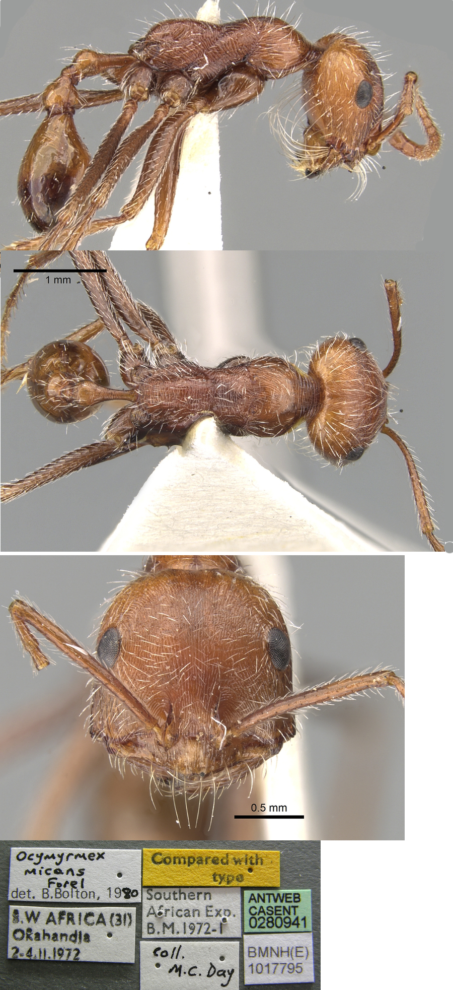 {Ocymyrmex micans}