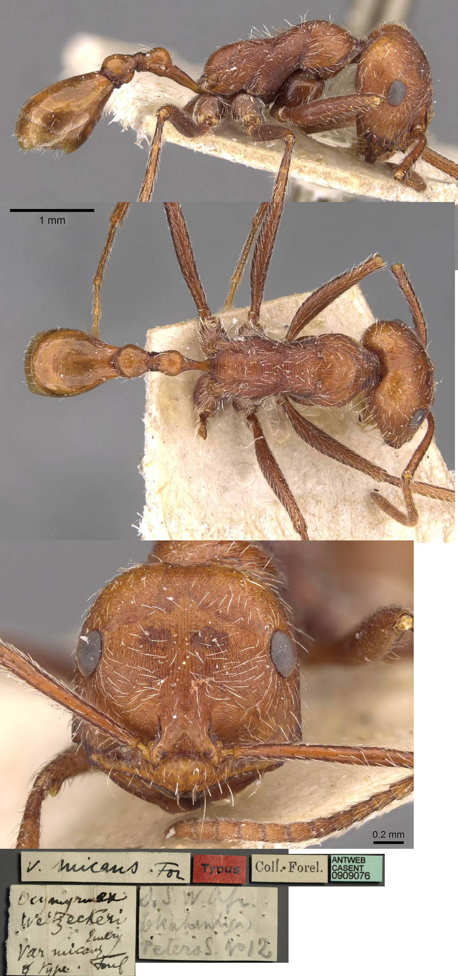 {Ocymyrmex micans}