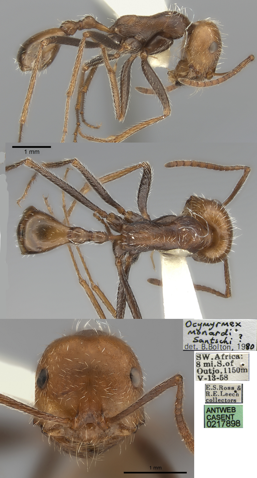 {Ocymyrmex monardi}