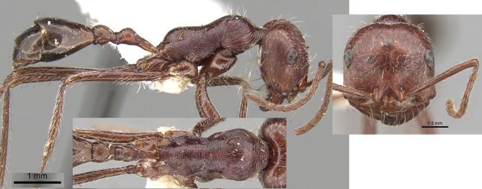 Ocymyrmex nitidulus