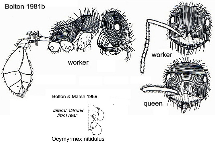 {Ocymyrmex nitidulus}