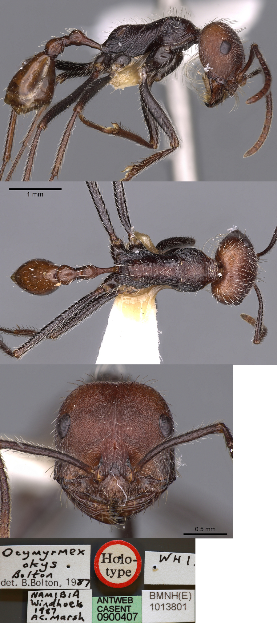 {Ocymyrmex okys worker}