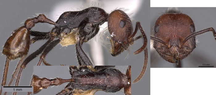 Ocymyrmex okys