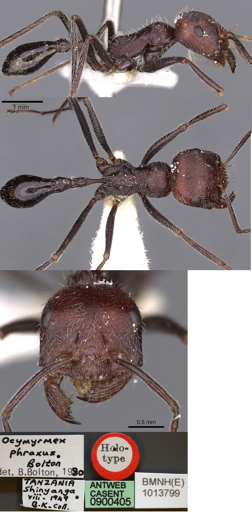 {Ocymyrmex phraxus worker}