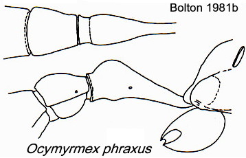 Ocymyrmex phraxus