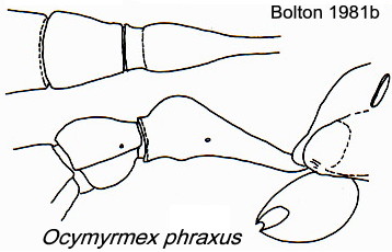 {Ocymyrmex phraxus}