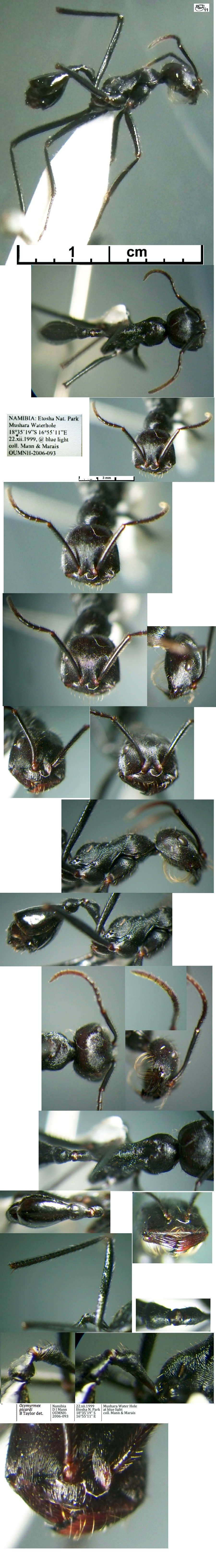 {Ocymyrmex picardi}