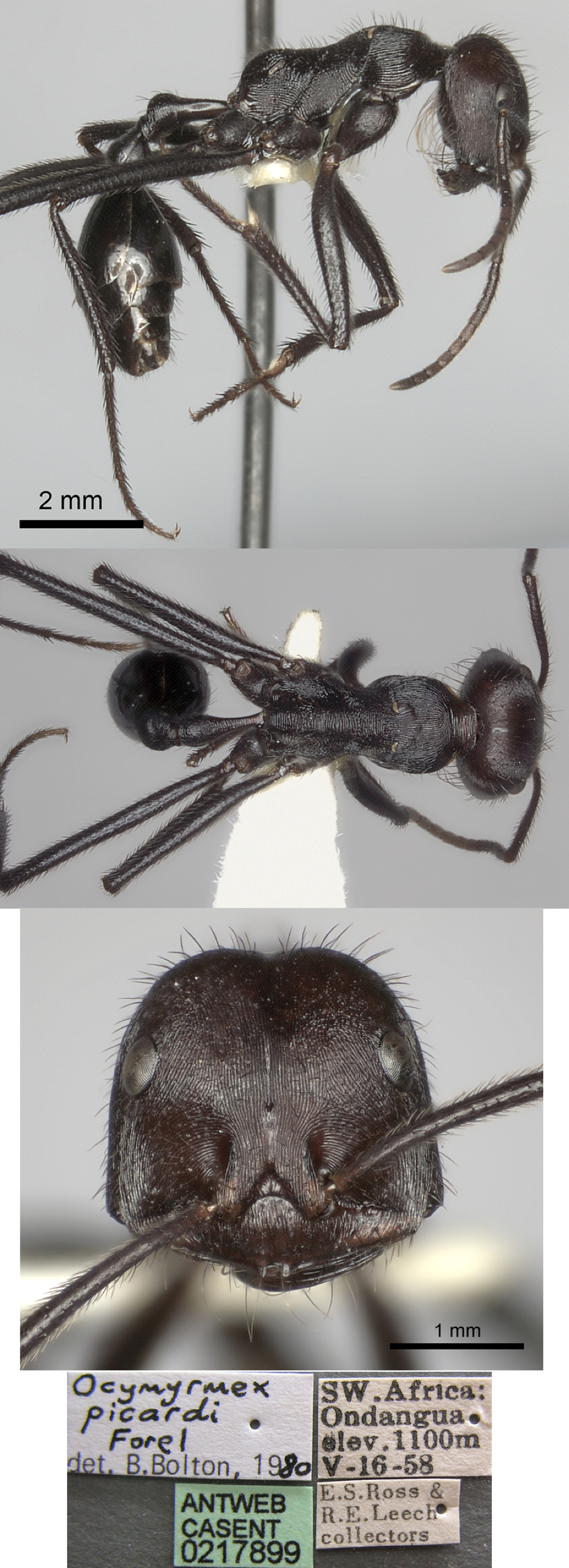 {Ocymyrmex picardi}