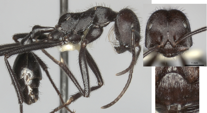 Ocymyrmex picardi