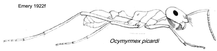 {Ocymyrmex picardi}