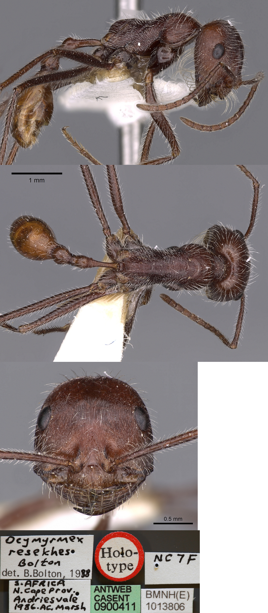 {Ocymyrmex resekhes worker}