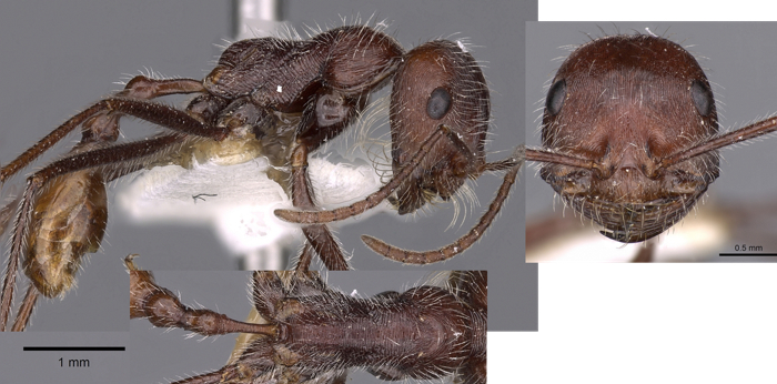 Ocymyrmex resekhes