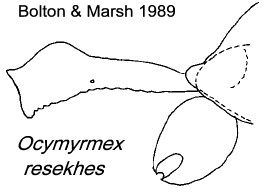 {Ocymyrmex resekhes}