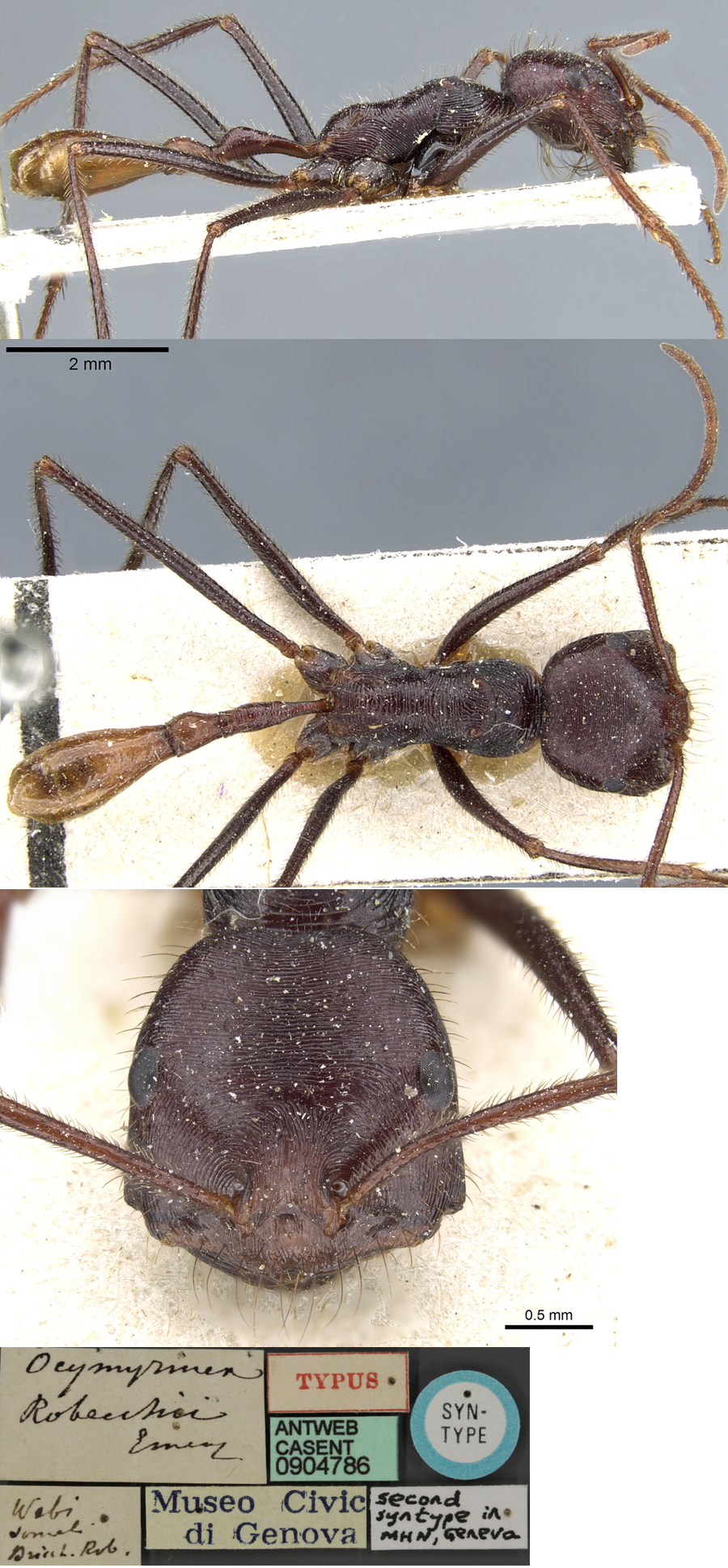 {Ocymyrmex robecchii worker}