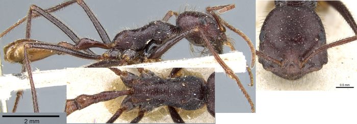 Ocymyrmex robecchii