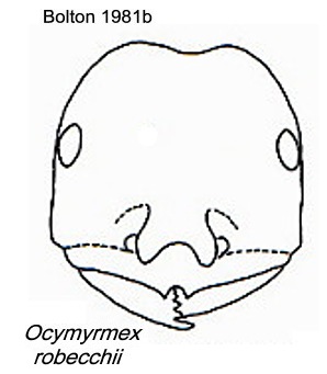 Ocymyrmex robecchii