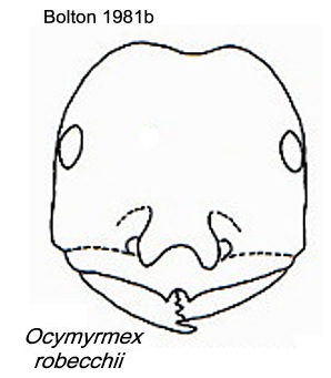 {Ocymyrmex robecchii}