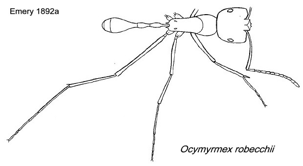 {Ocymyrmex robecchii}