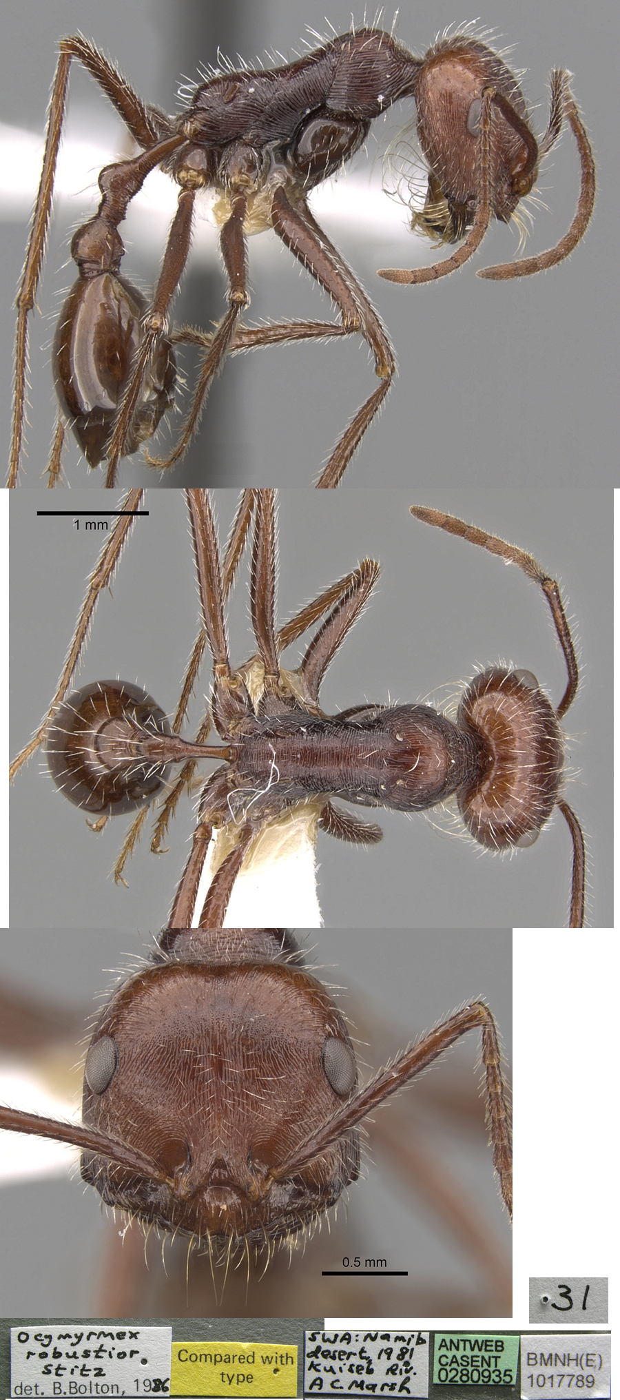 {Ocymyrmex robustior worker}