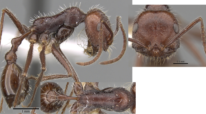 Ocymyrmex robustior