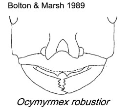 {Ocymyrmex robustior}