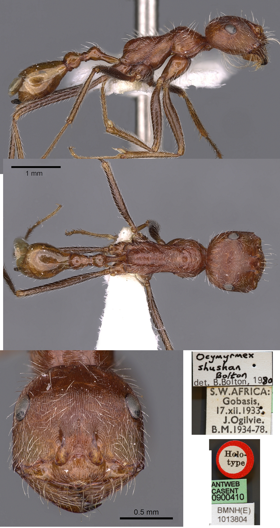 {Ocymyrmex shushan worker}