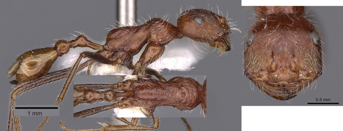 Ocymyrmex shushan