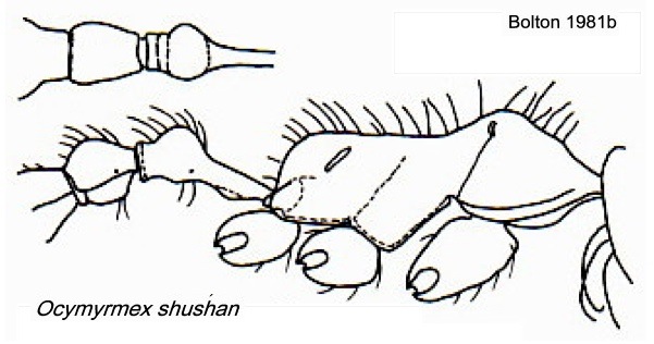 {Ocymyrmex shushan}