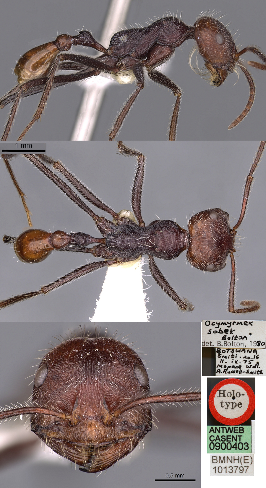 {Ocymyrmex sobek worker}