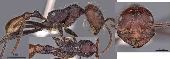 Ocymyrmex sobek