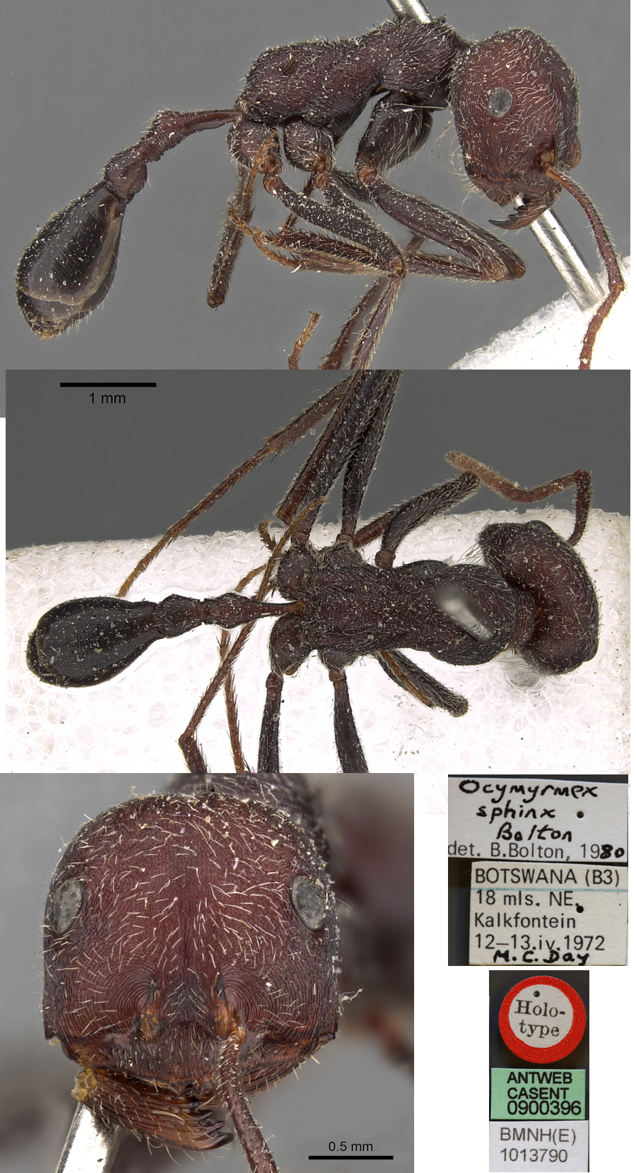 {Ocymyrmex sphinx worker}