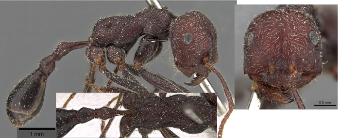 Ocymyrmex sphinx