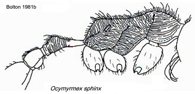 Ocymyrmex sphinx