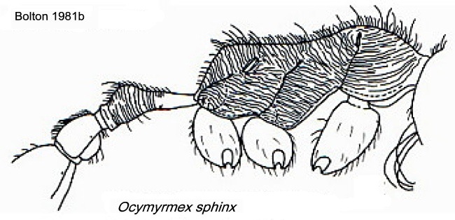 {Ocymyrmex sphinx}